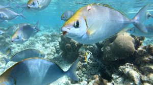 МОЯ ПЛАНЕТА. МАЛЬДИВЫ. ОКЕАН. РЫБКИ. РЕЛАКС. ВИДЕО.