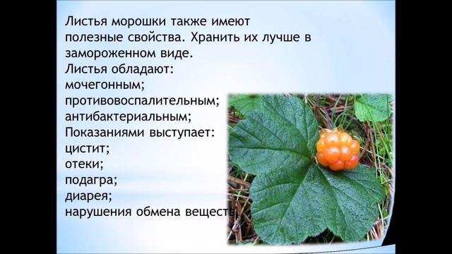 Зелёная аптека. Морошка. смотреть онлайн