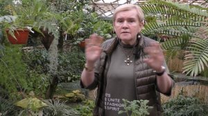 Плектрантус (комнатная мята) ароматный.