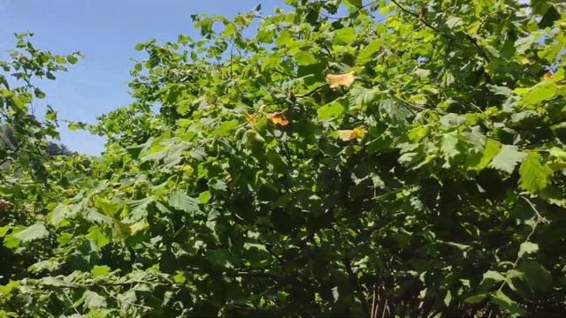 ПРОДАН Участок 12,5 соток в Сочи | Цена снижена 2,7↘️2,5 млн руб. смотреть онлайн