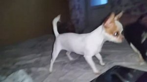 Чихуа хуа