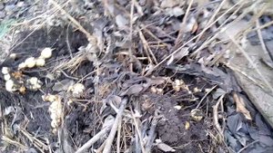 Топинамбур Супер урожай