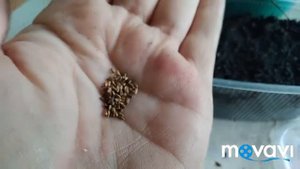 ИЗ СЕМЯН: Ромашка, Зверобой, Тысячелистник, Цикорий, Синюха, Репешок