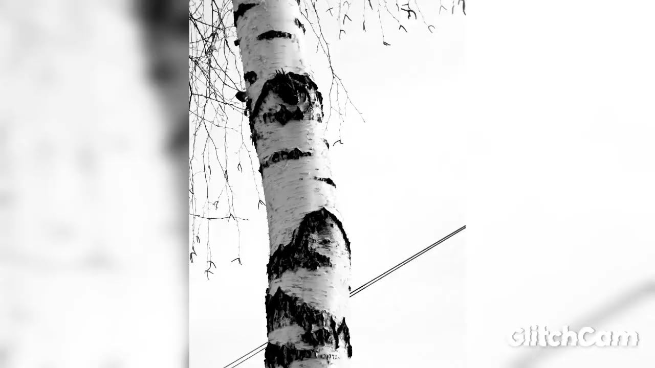 attentive eyes of trees ГЛАЗА внимательные глаза деревьев