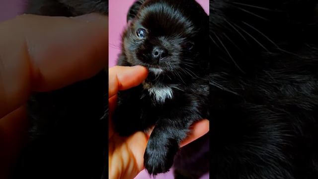 Мальчик 🖤 #чихуахуамосква #щенкичихуахуа #doglover #puppy #dog #питомникизсердцацезаря смотреть онлайн