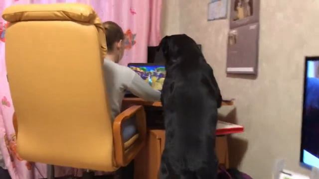 СОБАКИ С ИНТЕЛЛЕКТОМ смотреть онлайн