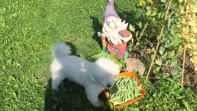 Сушу зеленый горошек. Сушилка Вольтера люкс 1000 смотреть онлайн