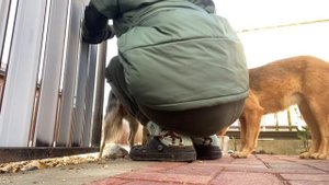 Осень. Высаживаю Тюльпаны ? Собака Лиса привела друга ПСА Ванильная Семья