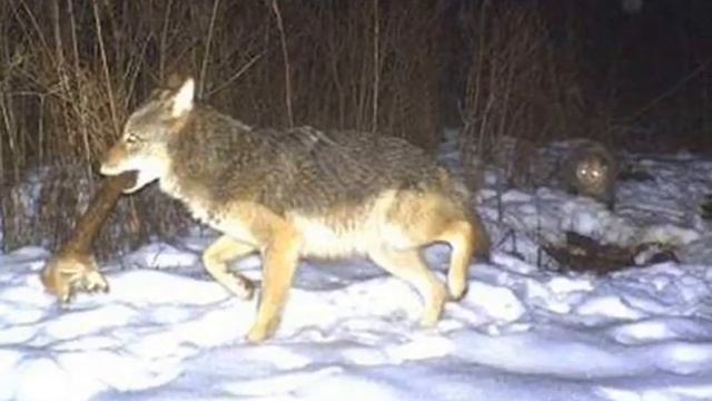 Топ 18 НЕОБЪЯСНИМЫХ ФОТО, снятых скрытой камерой в ночном лесу смотреть онлайн