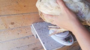 Правильный вес бройлеров в 1.5 месяца . Пополнение на ферме