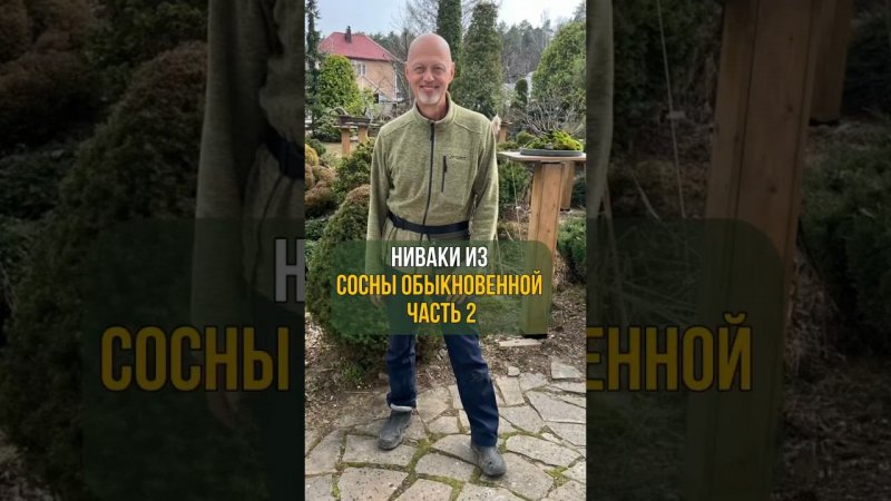 НИВАКИ ИЗ СОСНЫ ОБЫКНОВЕННОЙ. ЧАСТЬ 2