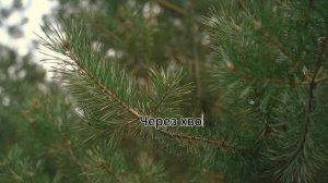 Алексей Болонский — В лесу