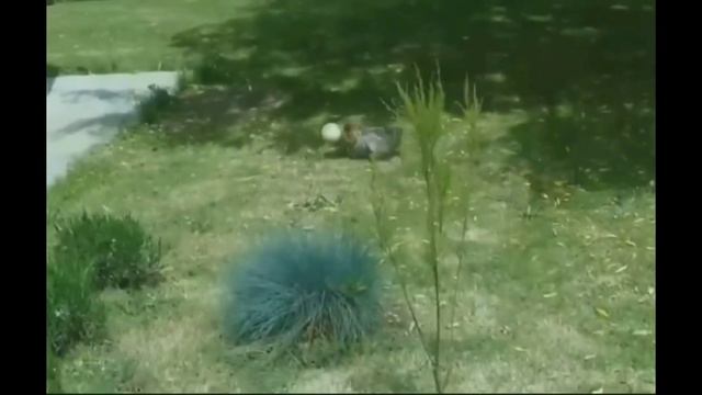 В футбол играют настоящие собаки... смотреть онлайн