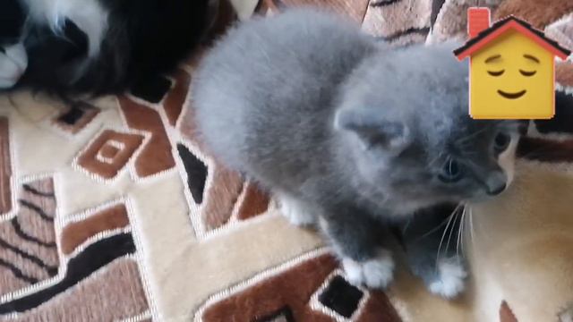 #котенок#кошечка#домашниеживотные#радостьвдоме#дом#блогер#ютуб#ЕленаСнисаренко ВЕСЁЛЫЙ КОТЕНОК🐈❤️❗❗