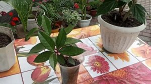 Комнатные цветы.Хойя.Успешное ускорение хойи листом.