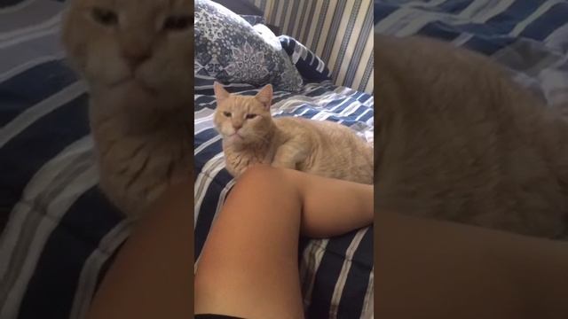 Cat Кошки Котята Коты #Shorts 1401.mp4