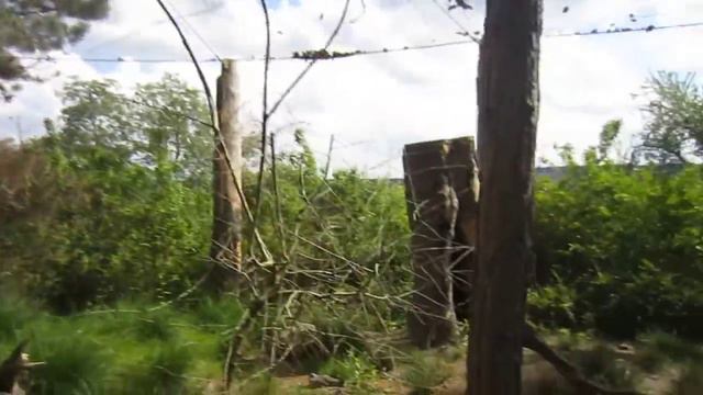 Prague Zoo Зоопарк Праги Попугаи смотреть онлайн