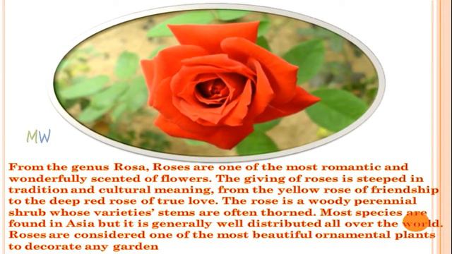 Top 10 Beautiful Flowers In The World | Top Amazing 10 Most Beautiful But Strange Flowers смотреть онлайн