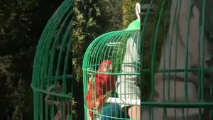 Попугай Розелла