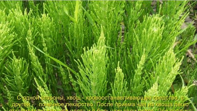 ЛЕКАРЬ ДЛЯ БОЛЬНЫХ ПОЧЕК И МОЧЕВОГО ПУЗЫРЯ смотреть онлайн