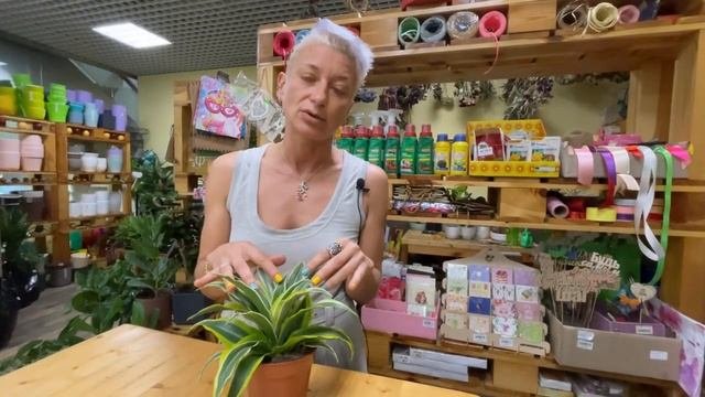 Драцена Малайка - обзор сорта драцены душистой | Драконовое дерево