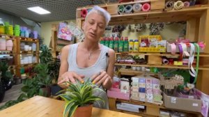 Драцена Малайка - обзор сорта драцены душистой | Драконовое дерево