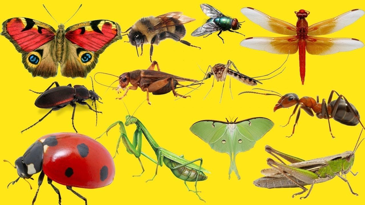 Звуки насекомых для детей  | Гусеница Улитка Бабочка Пчела Кузнечик Стрекоза