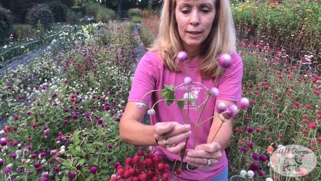 Harvesting and Preparing Gomphrena Flowers to be Dried | 1818 Farms смотреть онлайн