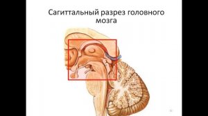 Промежуточный мозг