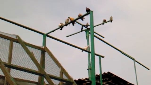 Вальер смотреть онлайн