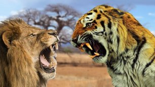 АМУРСКИЙ ТИГР VS ЛЕВ: Кто сильнее? | Интересные факты про тигров и львов | Виды диких больших кошек