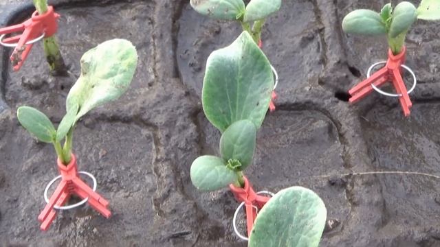 Прививка арбуза: технология и преимущества перед обычными саженцами. Репортаж с бахчи Пономарёвых смотреть онлайн