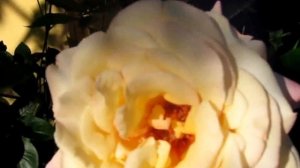 РОЗЫ - ОТЛИЧИЕ ПЛЕТИСТЫХ РОЗ ОТ ВЬЮЩИХСЯ ЧАСТЬ 1 ROSES - DIFFERENCE FROM climbing roses curly PART