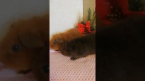 Мальчик и девочка (1,5 месяца) американский тедди морские свинки