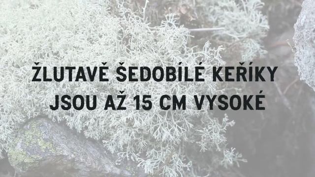 Dutohlávka lesní | Poklady krkonošské přírody 2 смотреть онлайн