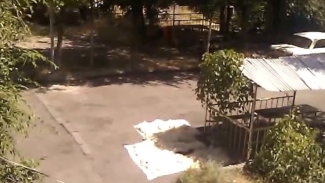 Кот и шерсть смотреть онлайн