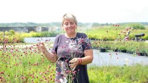 Кровохлебка (Sanguisórba)