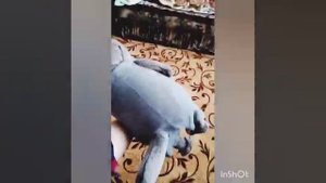 Как басик ложиться спать на дневной сон.