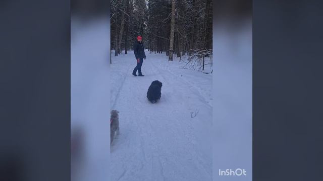 Забава?
