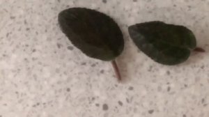 Несколько фиалок в одном горшке