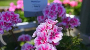 Pelargonium Zonale Moonlight®