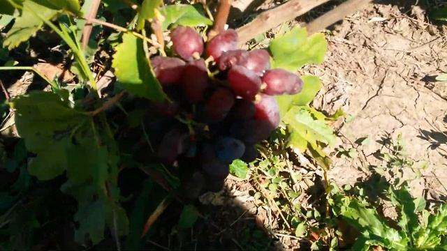 20160910 Виноград Ромео смотреть онлайн