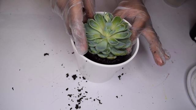 🪴 New Houseplants Reveal, Repot Succulent and Bromeliad for 2021 смотреть онлайн