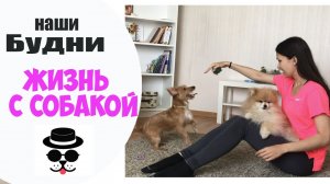 Взяла ВТОРУЮ собаку на Передержку МОЯ В ШОКЕ