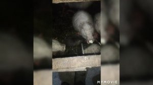 содержание нутрий зимой. нужна ли вода нутриям