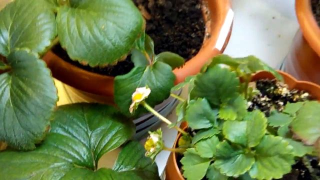 Выращивание дома ремонтантная клубника земляника Strawberry на окне 22.06.18. Цветение продолжается