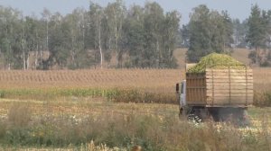 и чего делают силос ?