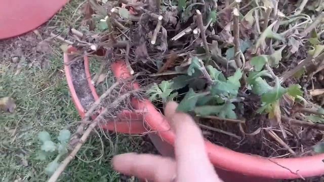 Хризантема шаровидная. Как сохранить хризантему зимой смотреть онлайн