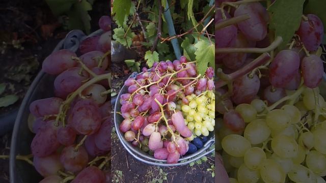 grapes