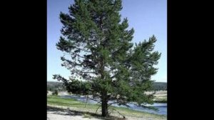 "Ein Fichtenbaum" von Heinrich Heine, vom Wortmann gelesen